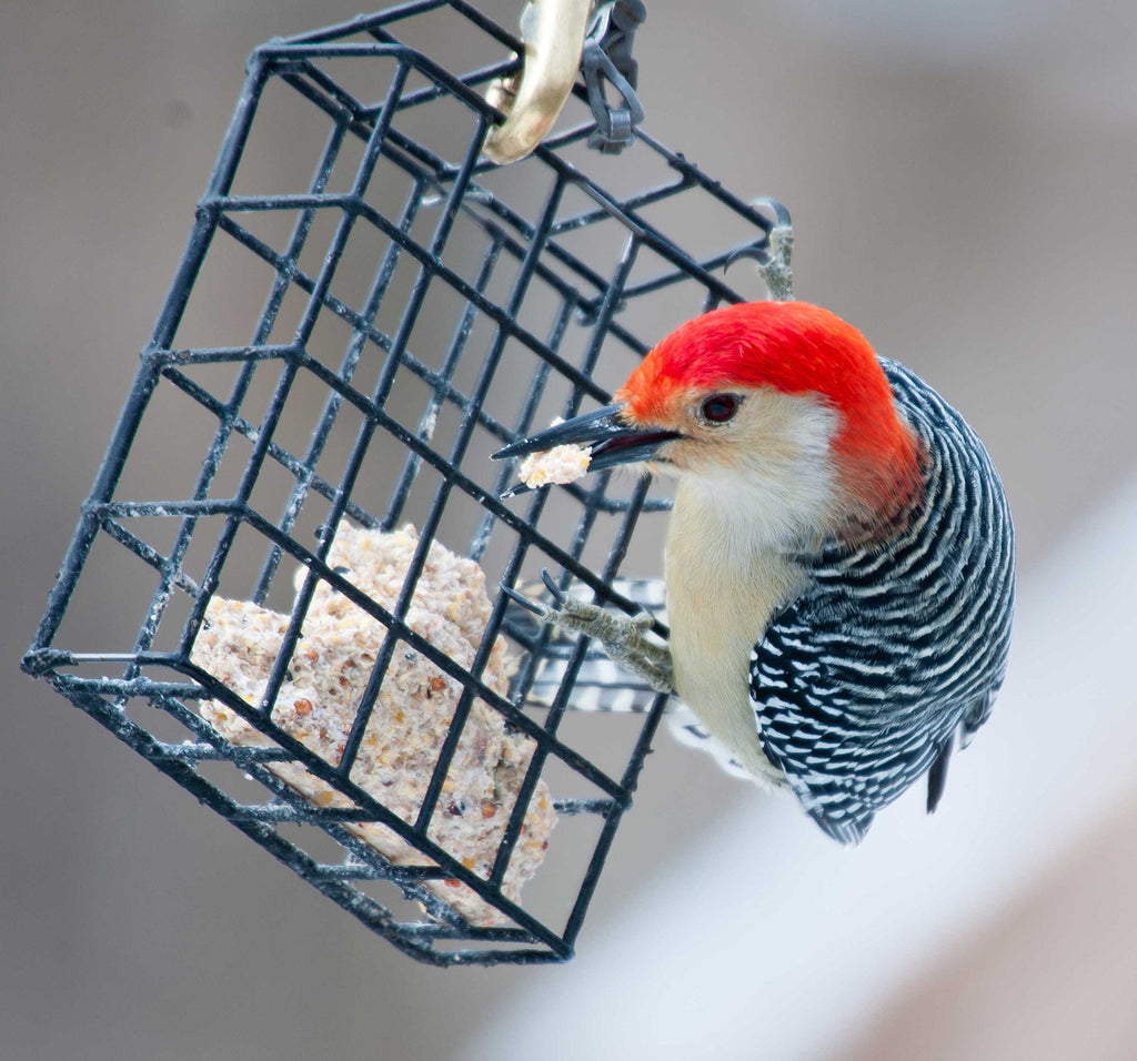 ST. ALBANS BAY SUET PLUS Suet Cake 15 Pack | 11 oz. Suet Cakes for Wild Birds|