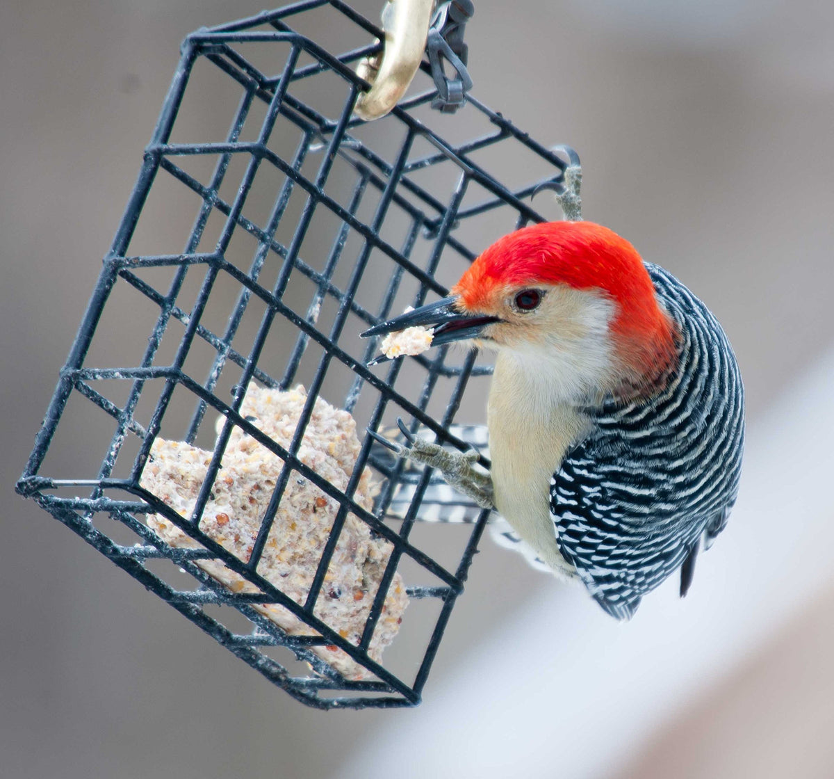 ST. ALBANS BAY SUET PLUS Suet Cake 15 Pack | 11 oz. Suet Cakes for Wild Birds|