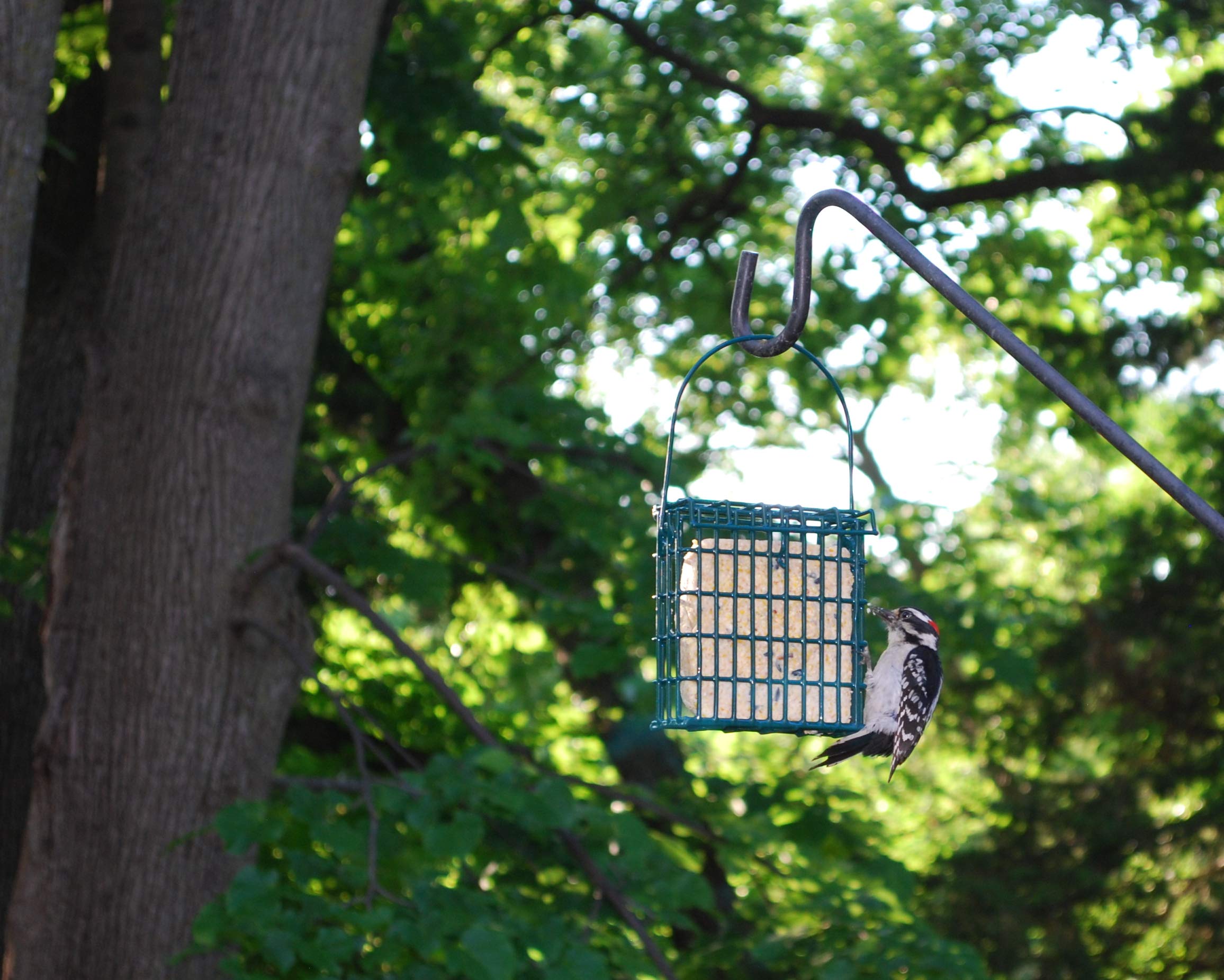 ST. ALBANS BAY SUET PLUS Suet Cake 15 Pack | 11 oz. Suet Cakes for Wild Birds|
