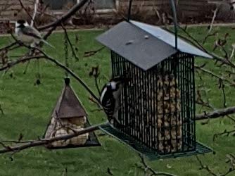 Songbird Treats Seed Bars | 8 Pack of 1.75-2 lb Bird Seed Cakes for Wild Birds