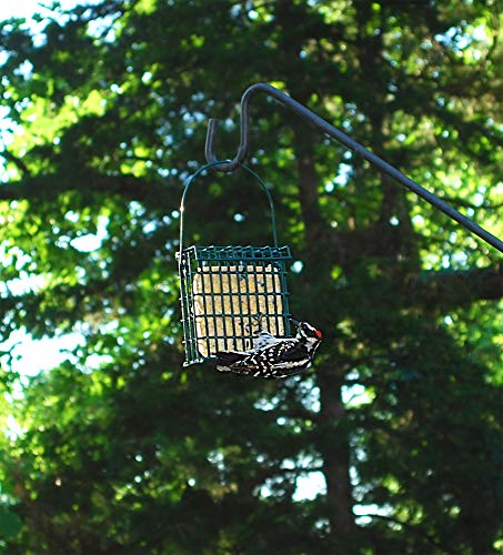 ST. Albans Bay Suet Plus High Energy Suet Cakes, 20 Pack of 11 oz. Suet Cakes for Wild Birds