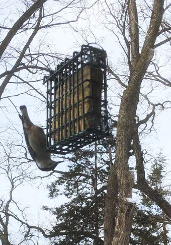 ST. ALBANS BAY SUET PLUS Suet Cake 15 Pack | 11 oz. Suet Cakes for Wild Birds|