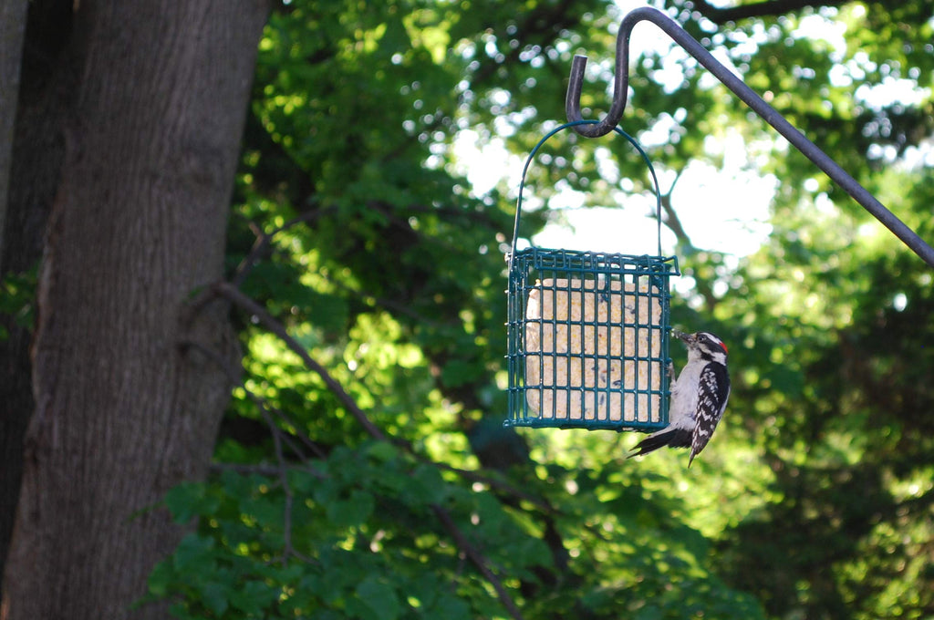 ST. ALBANS BAY SUET PLUS Suet Cake 15 Pack | 11 oz. Suet Cakes for Wild Birds|