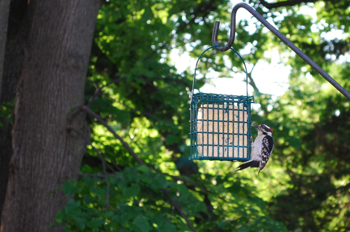 ST. ALBANS BAY SUET PLUS Suet Cake 15 Pack | 11 oz. Suet Cakes for Wild Birds|