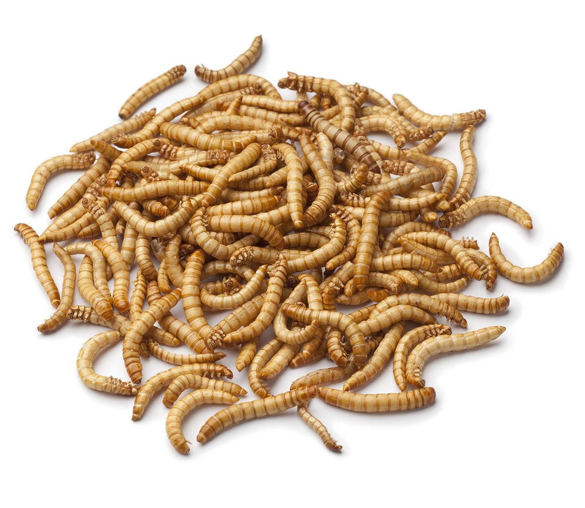 Mealworms and Bird Feeder Combo | 7 oz Bag of Mealworms and 5 x 5 inch Powder Coated Mesh Bowl with Adjustable Roof