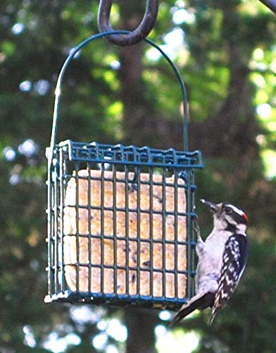 ST. Albans Bay Suet Plus Woodpecker Bird Suet 10 Pack of 11 oz. Bird Suet Cakes