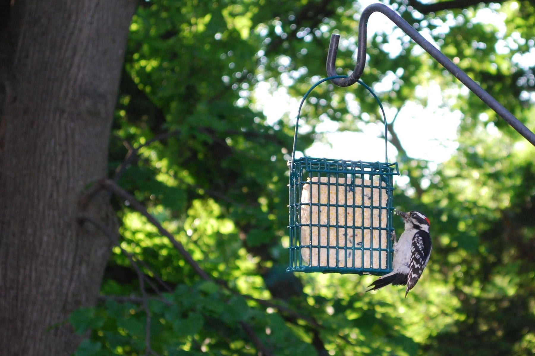 wild Bird eating suet from a green bird feeder eating hanging from a tree branch with a blurred natural background