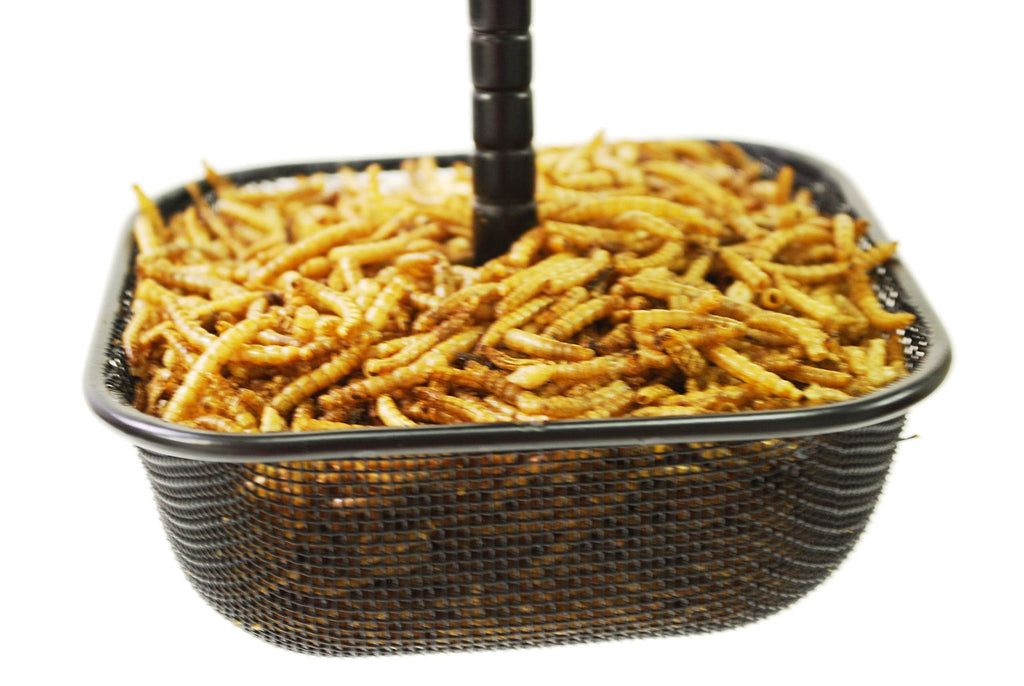 Mealworms and Bird Feeder Combo | 7 oz Bag of Mealworms and 5 x 5 inch Powder Coated Mesh Bowl with Adjustable Roof