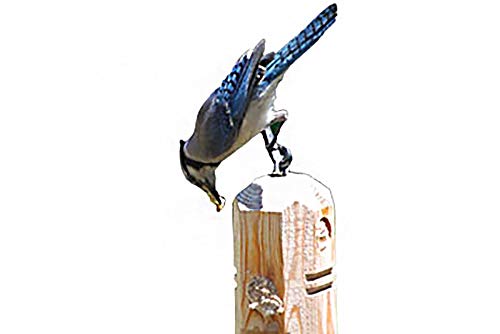 Wildlife Sciences Suet Plus Suet Plug Variety 5-Pack Feeder