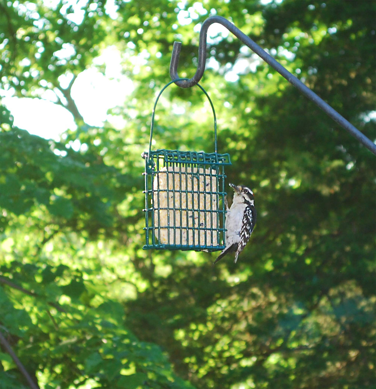 ST. ALBANS BAY SUET PLUS Suet Cake 15 Pack | 11 oz. Suet Cakes for Wild Birds|