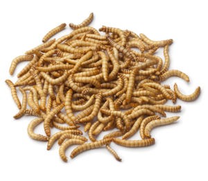 mealworms for birds